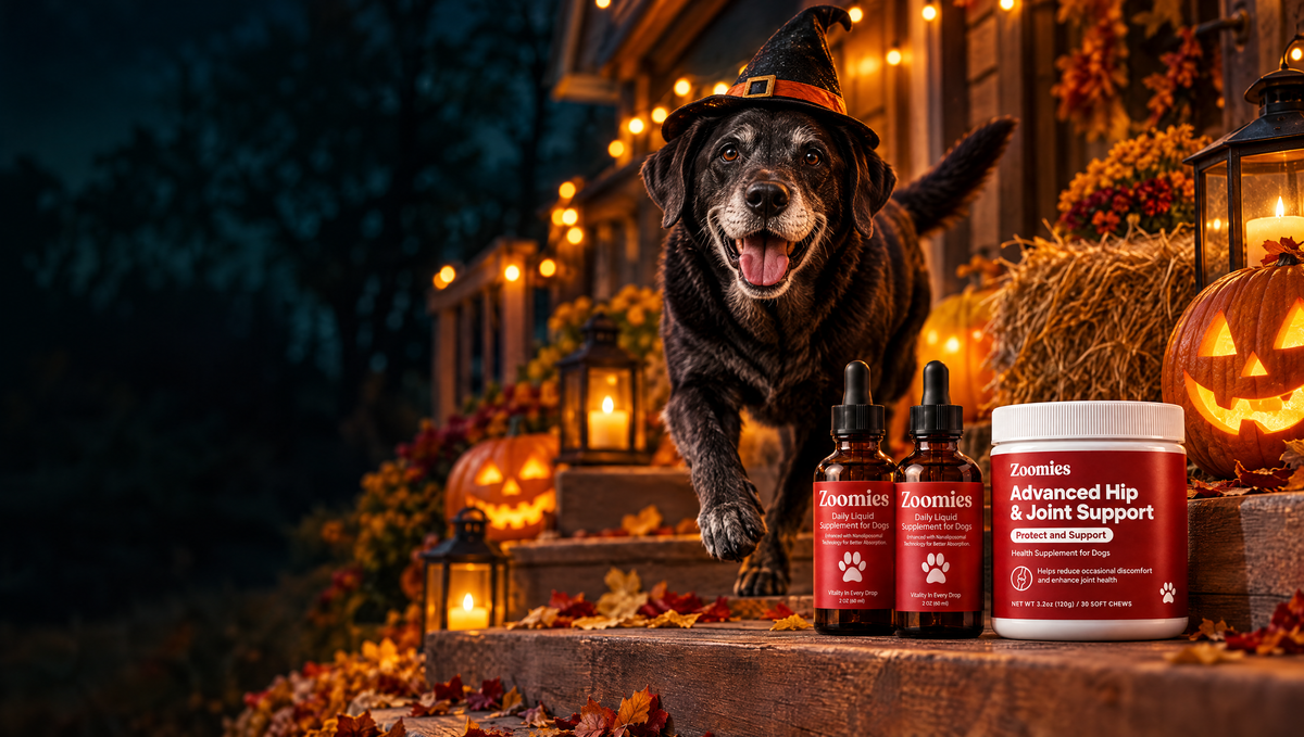 Senior black labrador in a witch hat on a Halloween porch with Zoomies NAD+ and Hip & Joint Chews