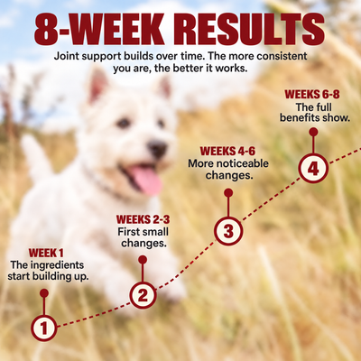 8-week results timeline for Zoomies Hip and Joint Chews